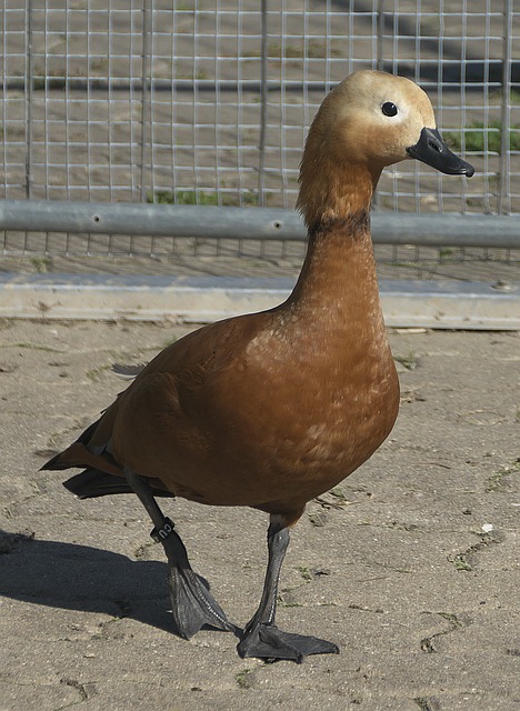 尤其是波杰